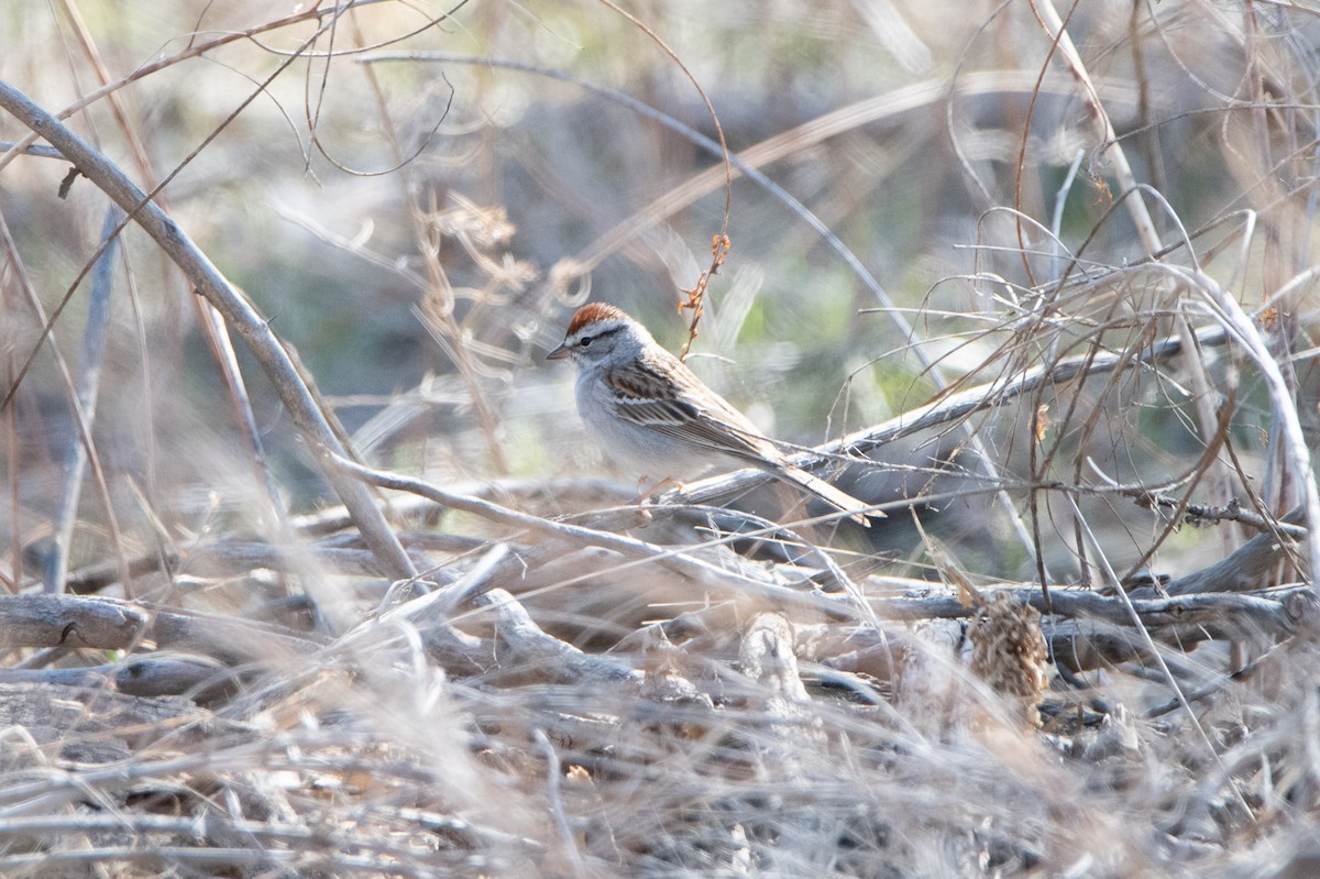 Chipping Sparrow - ML617120379