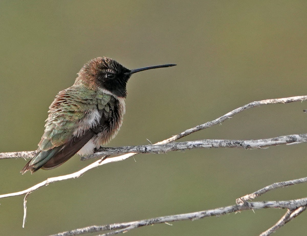 Black-chinned Hummingbird - ML617120399