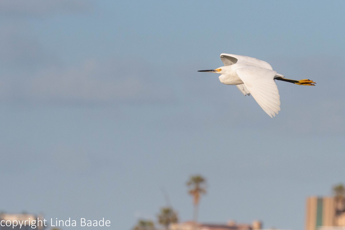 Snowy Egret - Gerry and Linda Baade