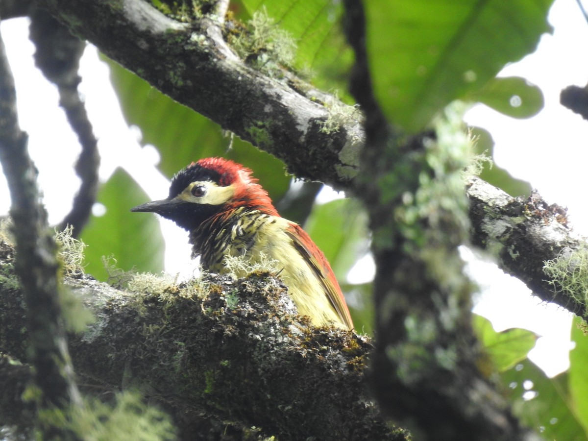 Crimson-mantled Woodpecker - ML617120542
