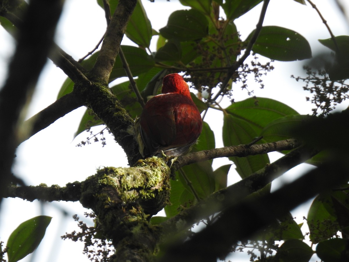 Crimson-mantled Woodpecker - fabian castillo