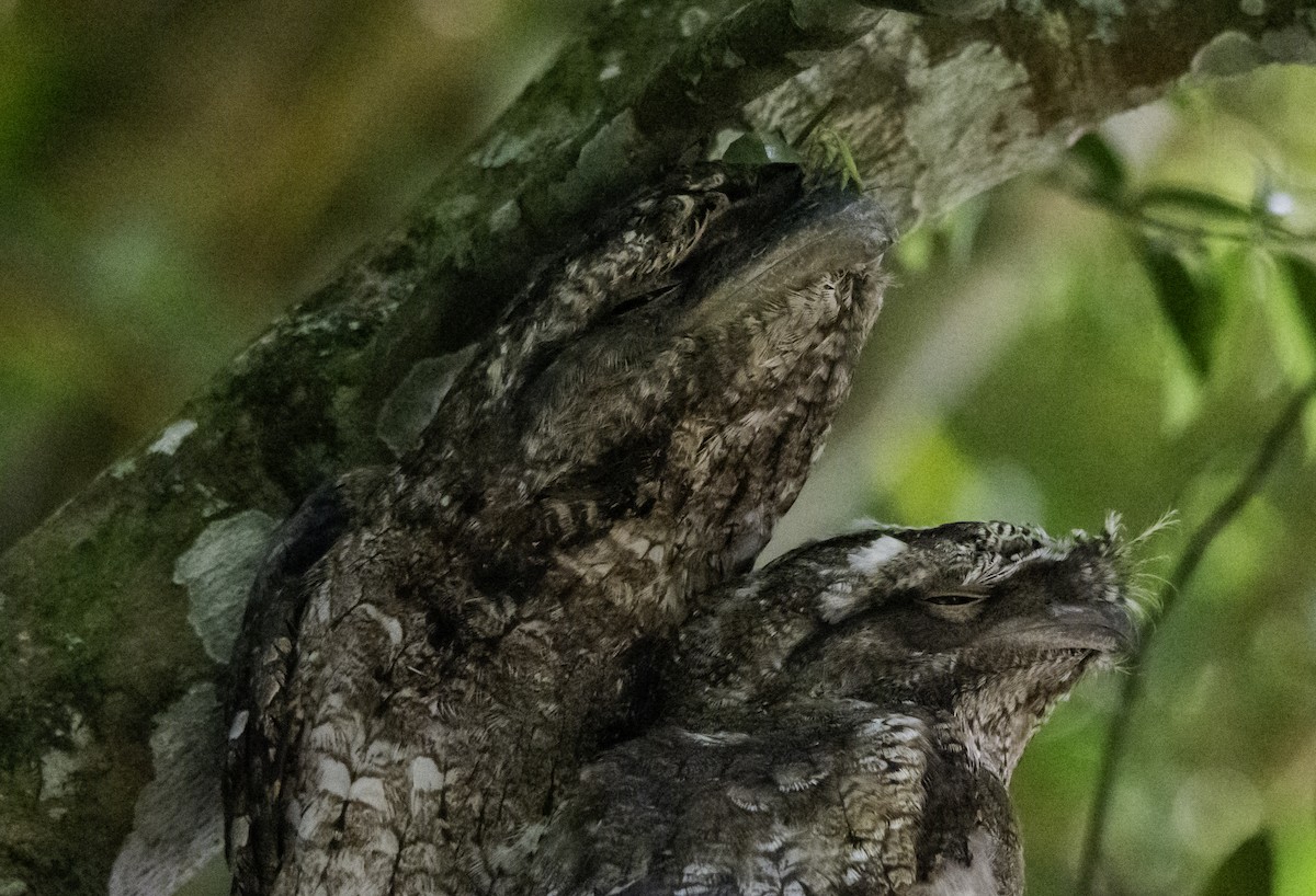 Papuan Frogmouth - ML617120547