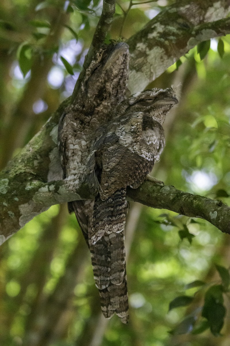 Papuan Frogmouth - ML617120549