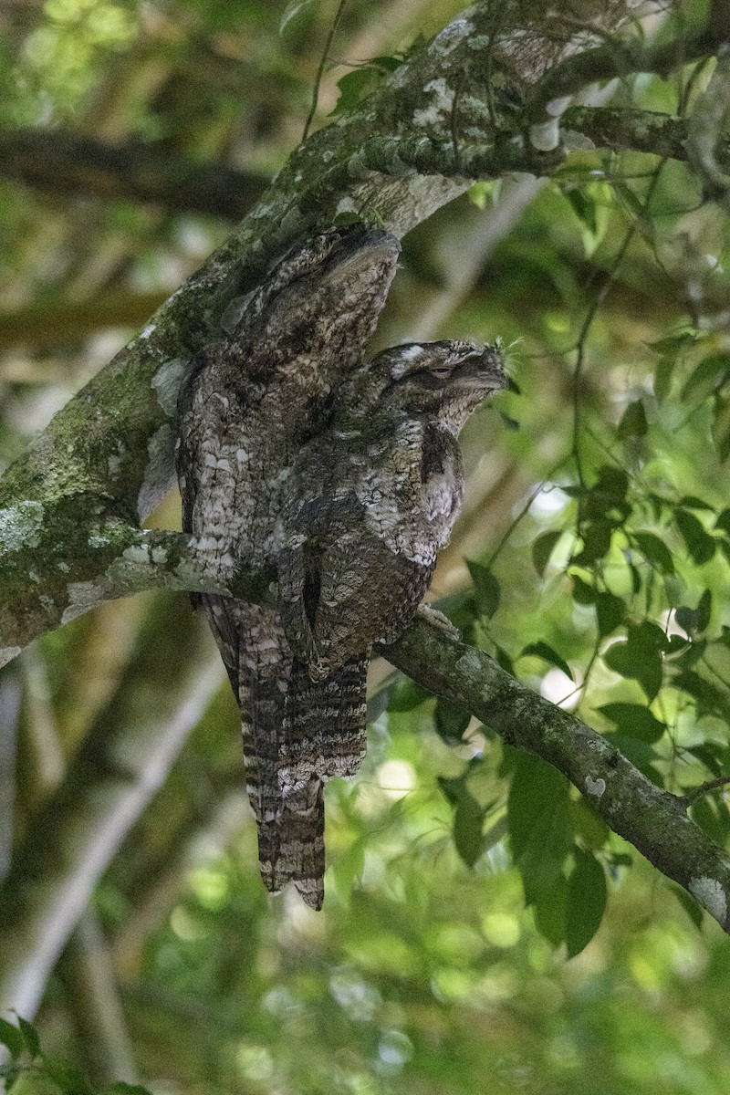 Papuan Frogmouth - ML617120550