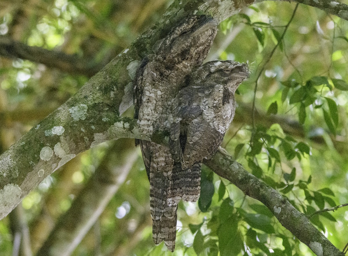Papuan Frogmouth - ML617120551