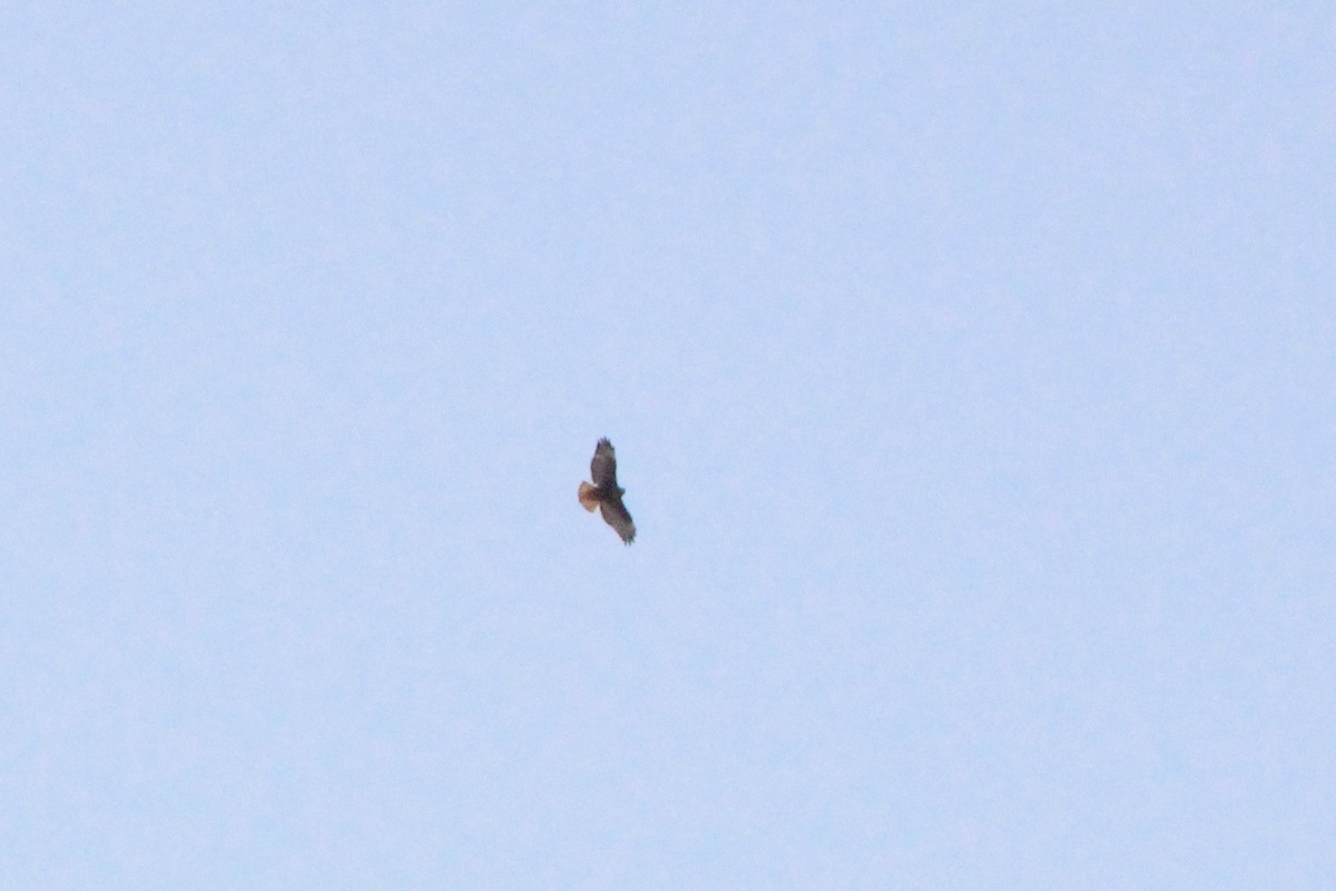 Red-tailed Hawk (calurus/abieticola) - ML617120590