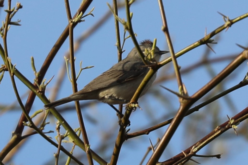 Lucy's Warbler - ML617120601