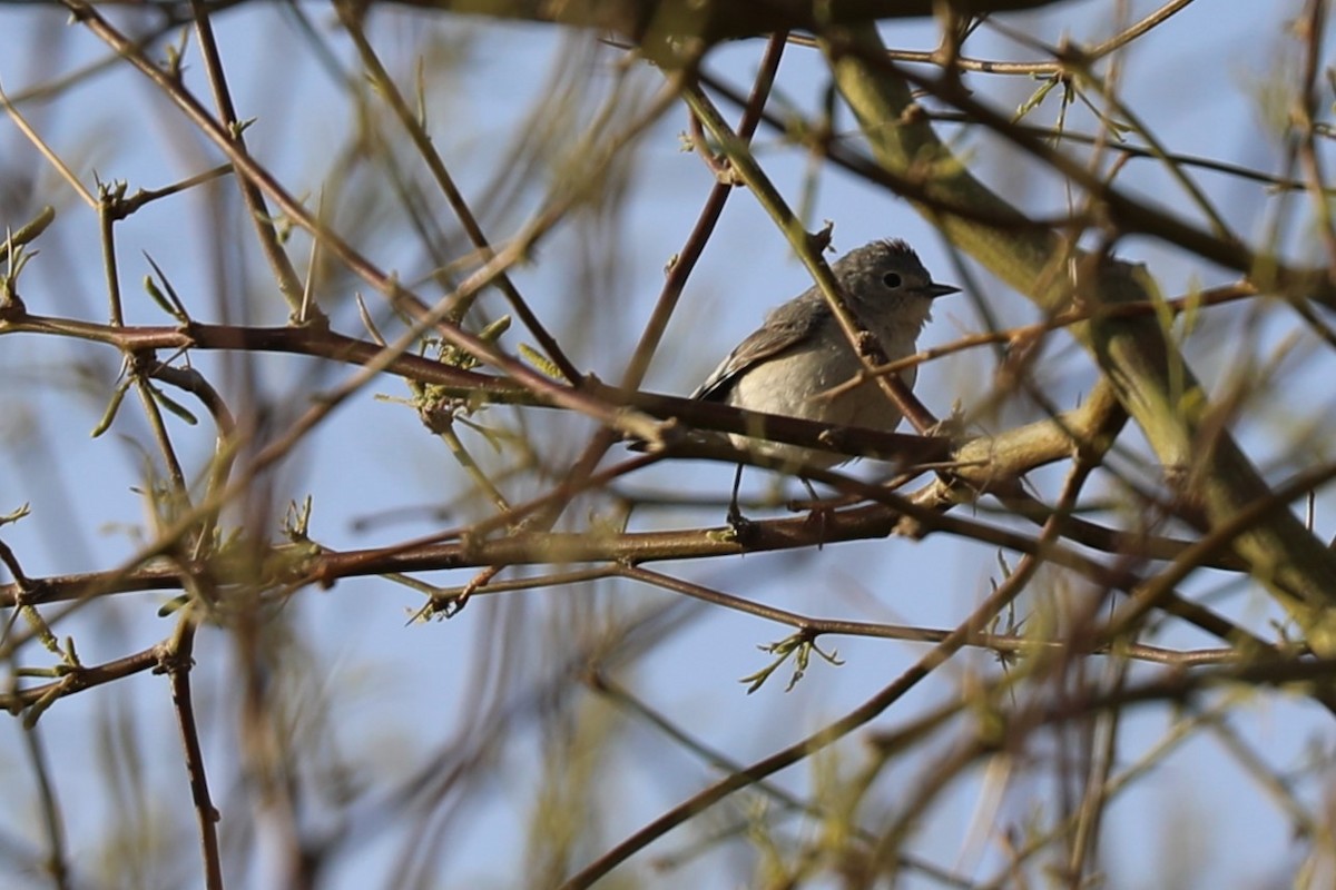 Lucy's Warbler - ML617120602