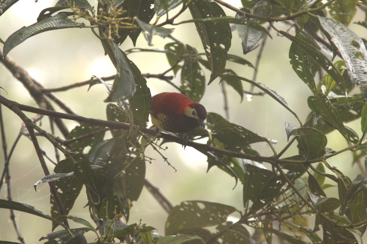 Crimson-mantled Woodpecker - ML617120864