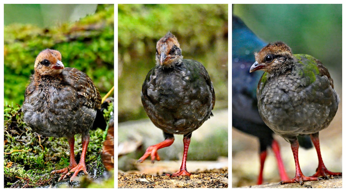 Crested Partridge - ML617120967