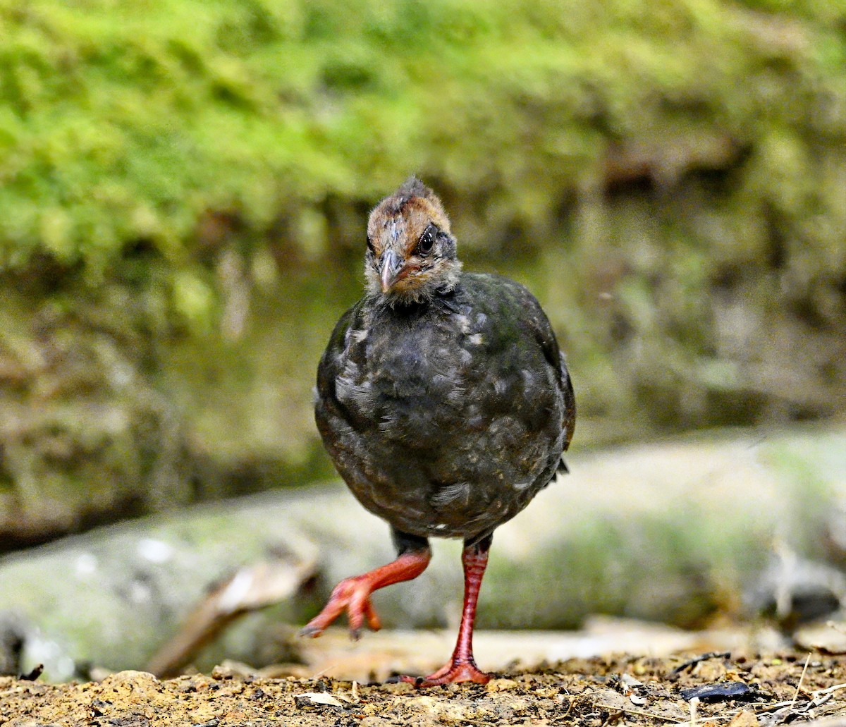 Crested Partridge - ML617120968