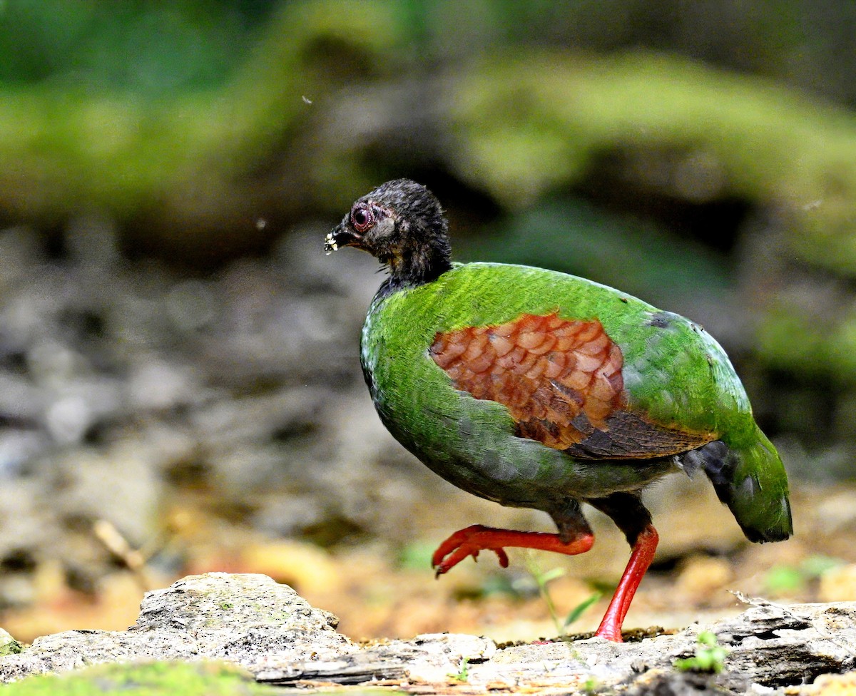 Crested Partridge - ML617120969