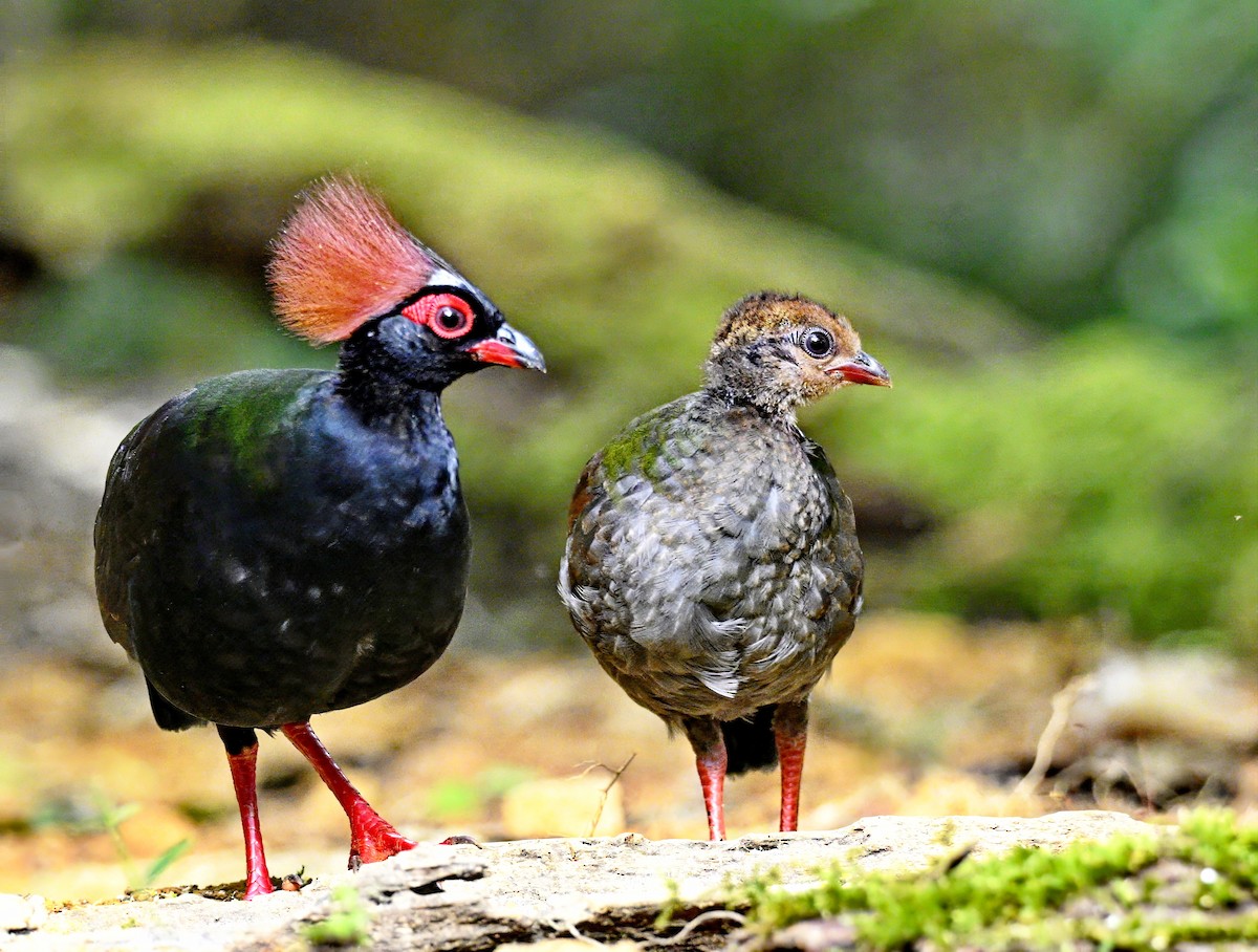 Crested Partridge - ML617120976