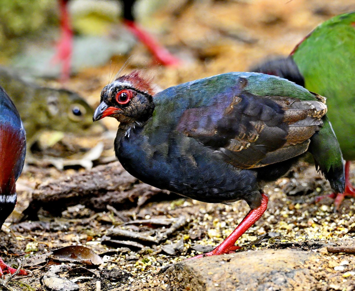Crested Partridge - ML617120979