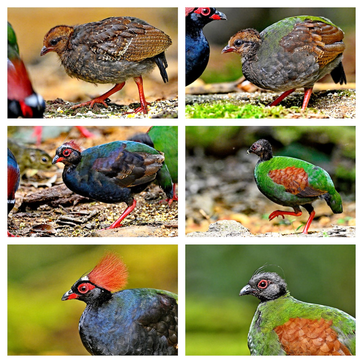 Crested Partridge - ML617120980