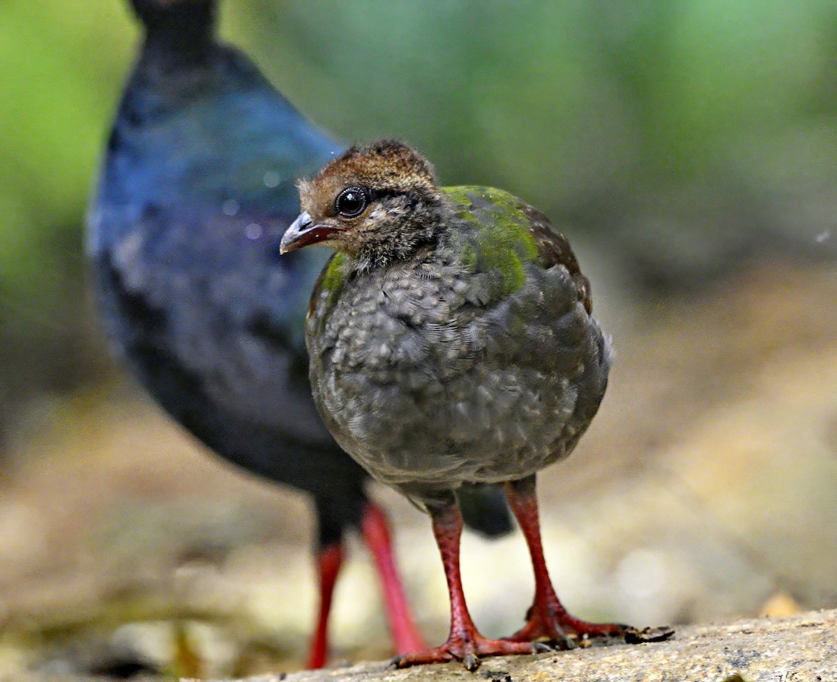 Crested Partridge - ML617120982