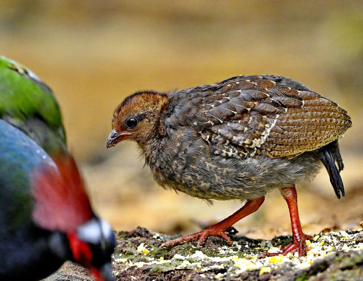Crested Partridge - ML617120984