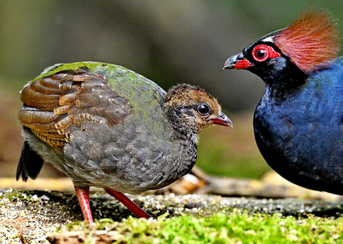 Crested Partridge - ML617120987