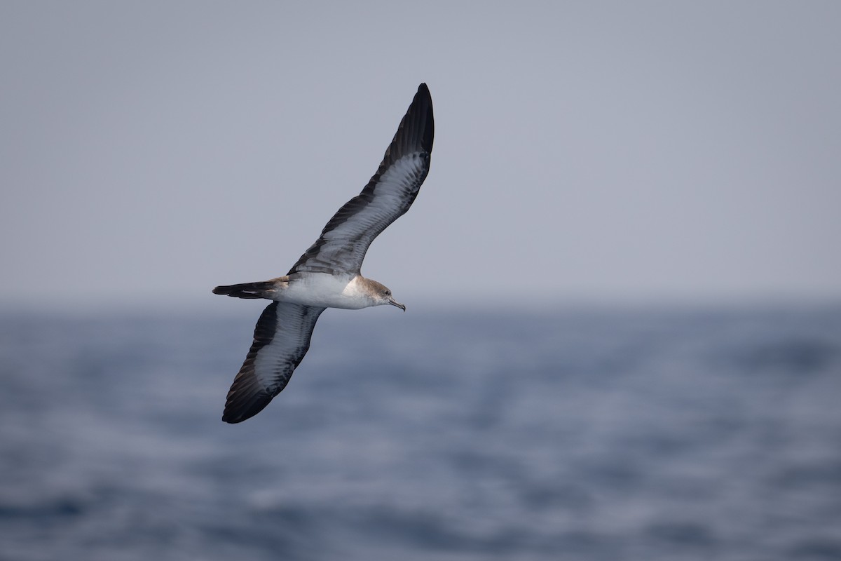 Wedge-tailed Shearwater - Moises Rodriguez