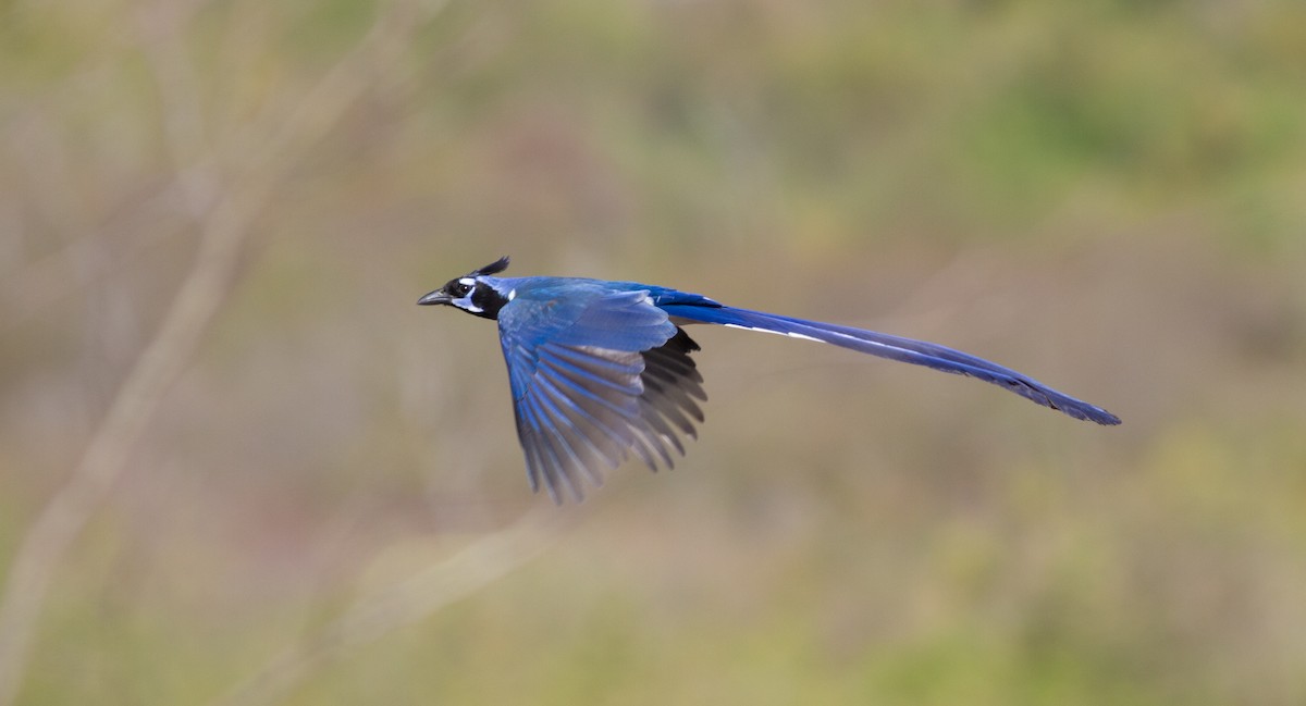 Black-throated Magpie-Jay - ML617121066
