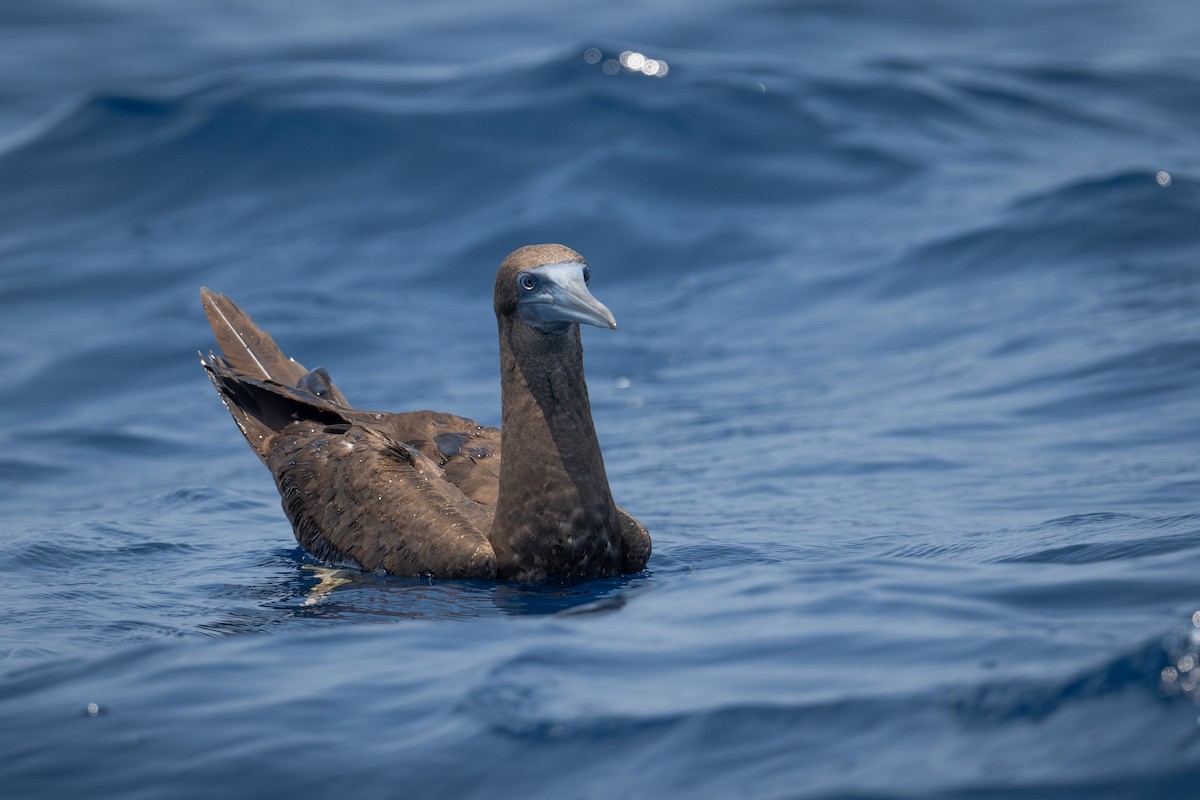 Brown Booby - ML617121130