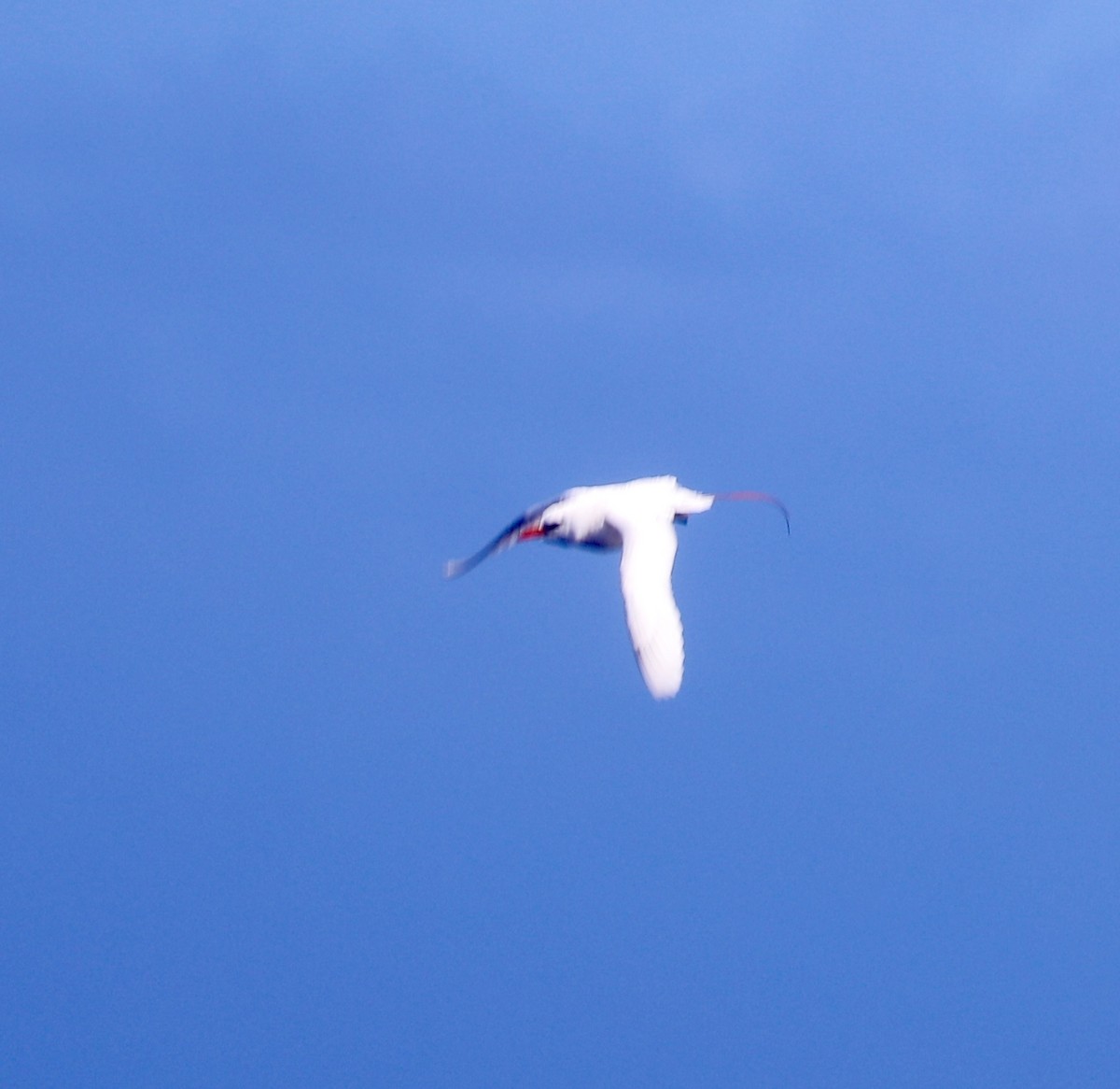 Red-tailed Tropicbird - ML617121208