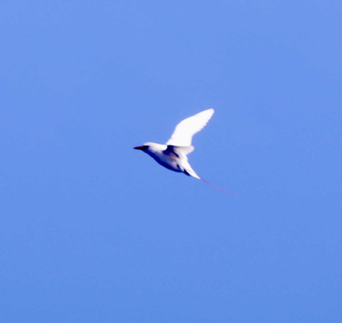 Red-tailed Tropicbird - Sherman  Wing