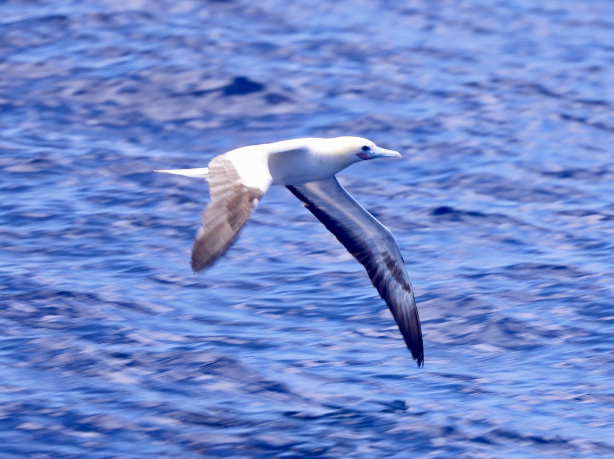 Red-footed Booby - ML617121223