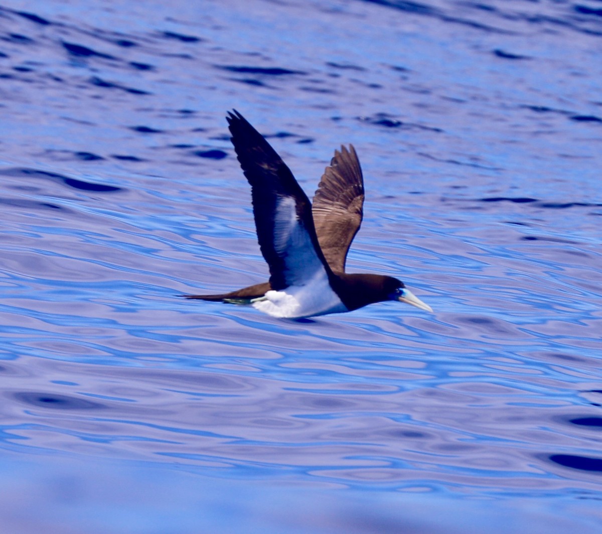 Brown Booby - ML617121234