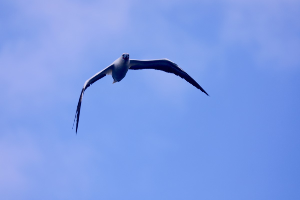 Red-footed Booby - ML617121293