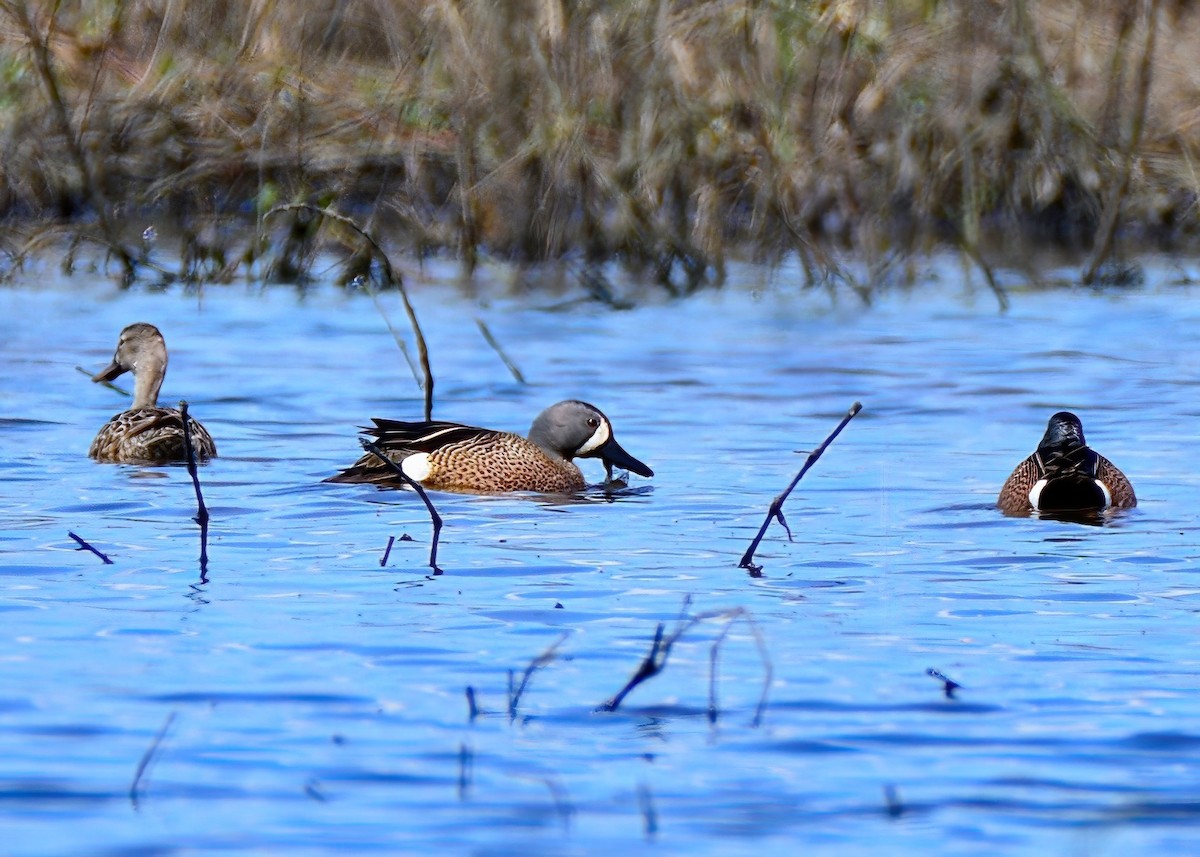 Blue-winged Teal - ML617121493