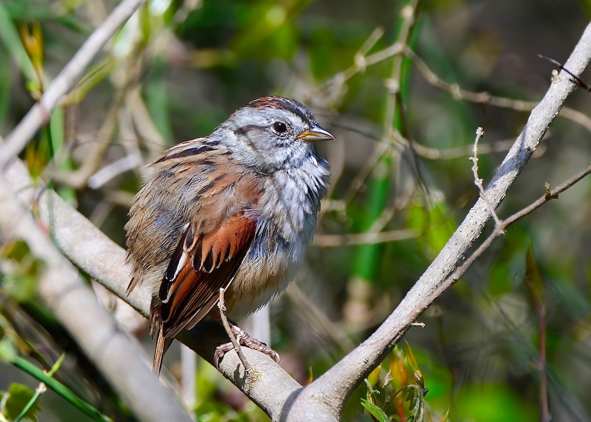 Swamp Sparrow - ML617121524