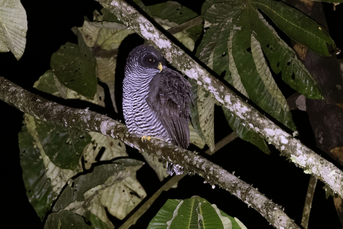 Black-banded Owl (San Isidro) - ML617121539