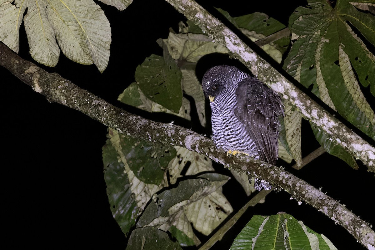 Black-banded Owl (San Isidro) - ML617121540