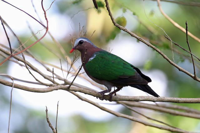 Asian Emerald Dove at Boracay Is.--North side by Dave Beeke