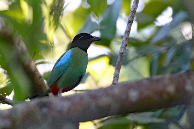 Western Hooded Pitta at Boracay Is.--North side by Dave Beeke