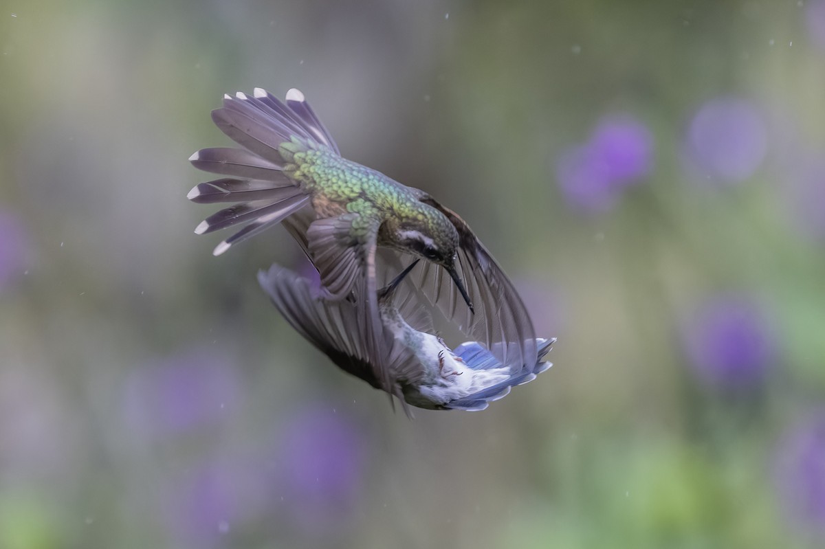 kolibřík klínozobý - ML617121643