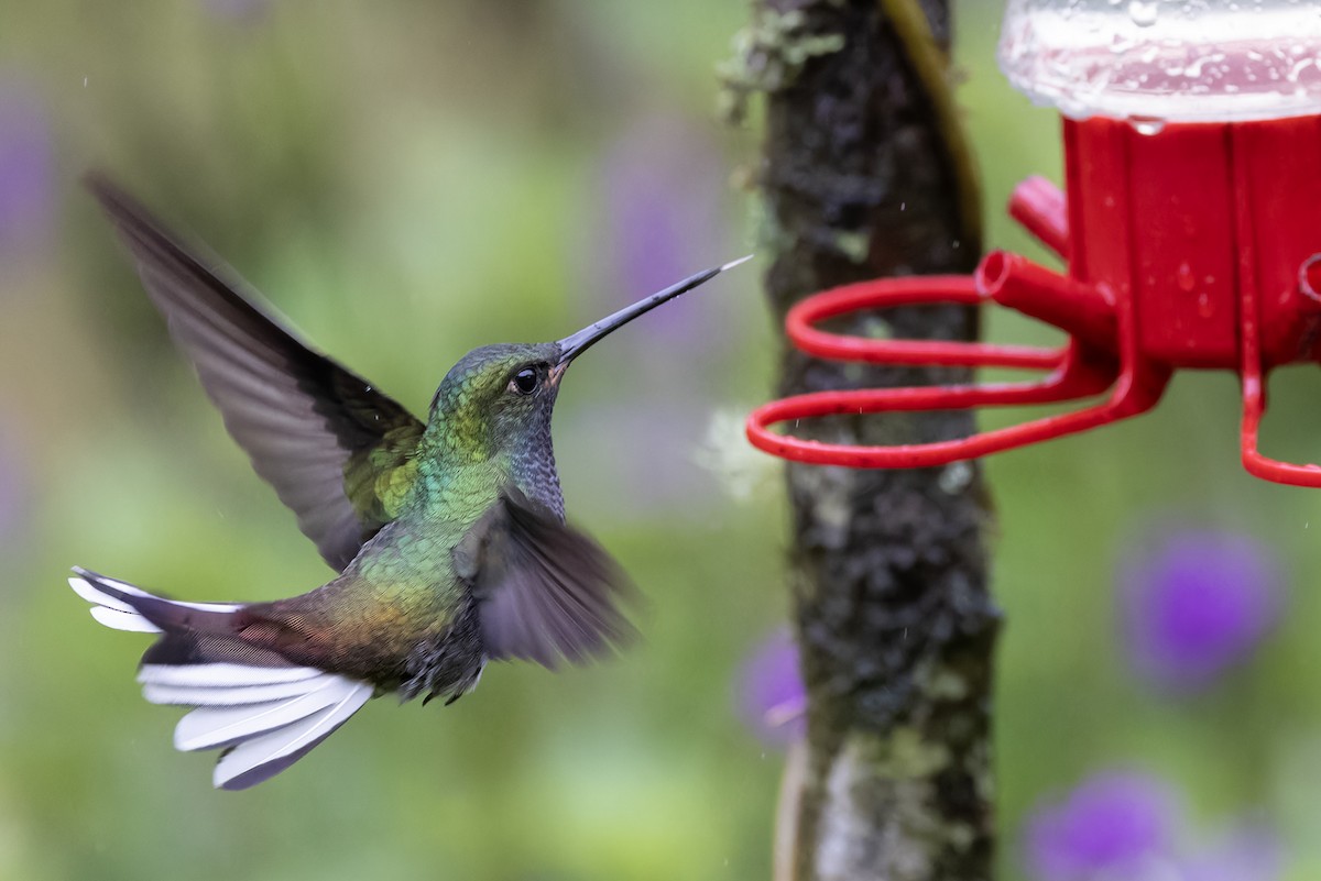 kolibřík zelenohřbetý - ML617121692