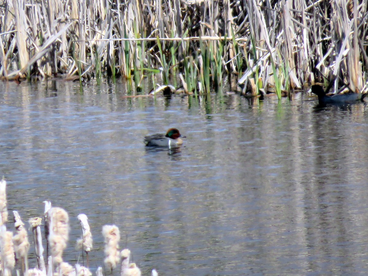Green-winged Teal - ML617121716