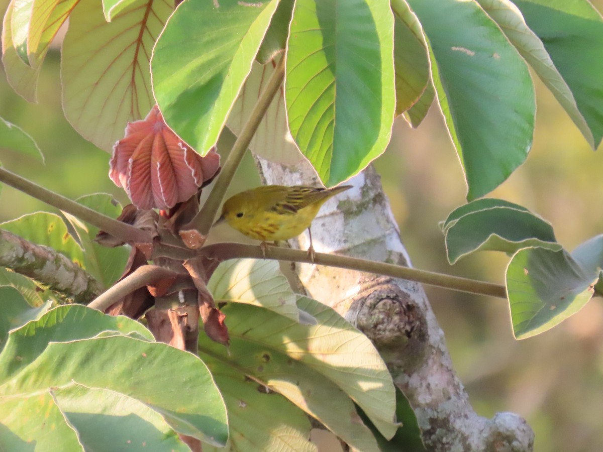 Yellow Warbler - Sobeida Morales