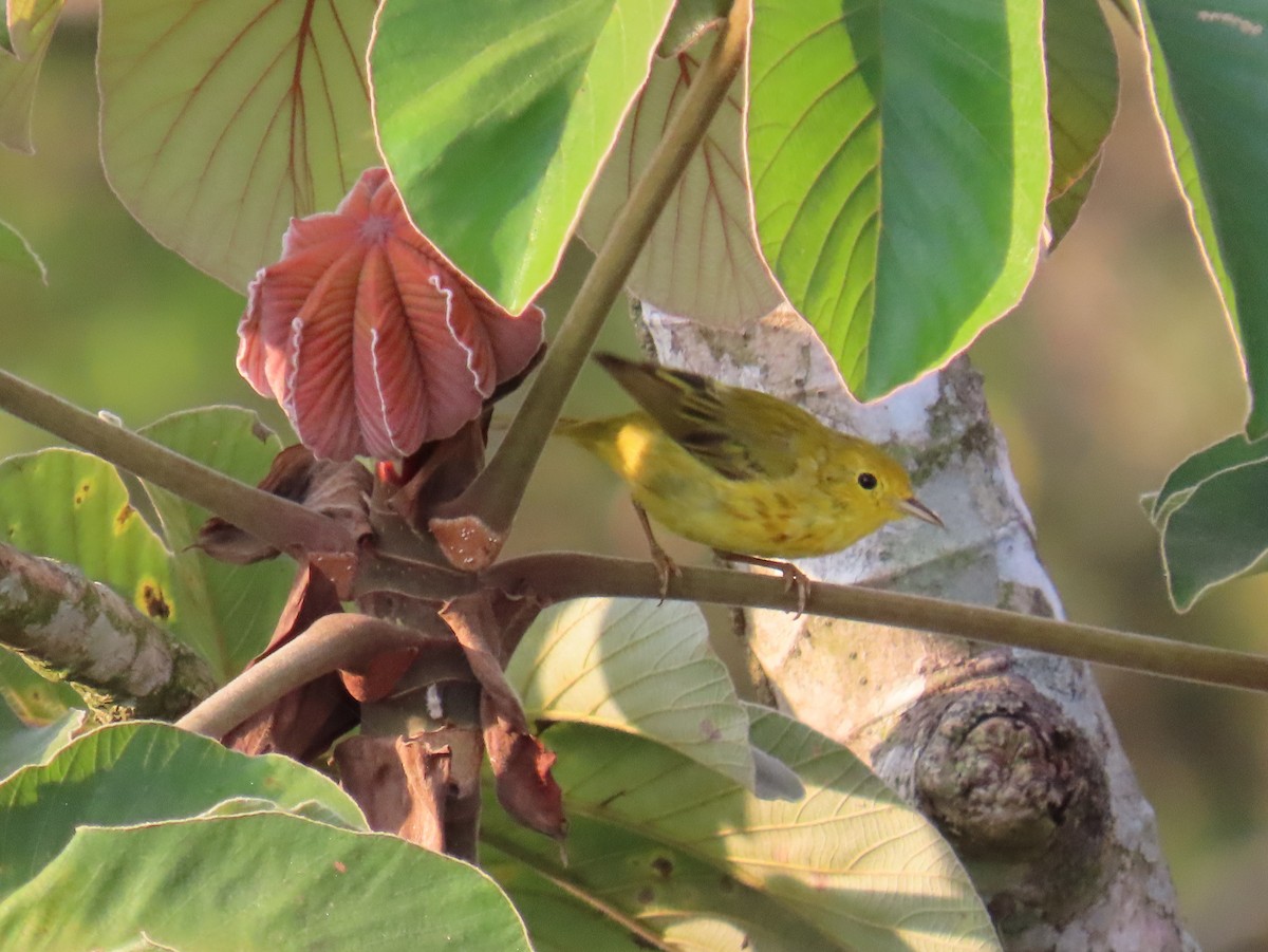 Yellow Warbler - Sobeida Morales