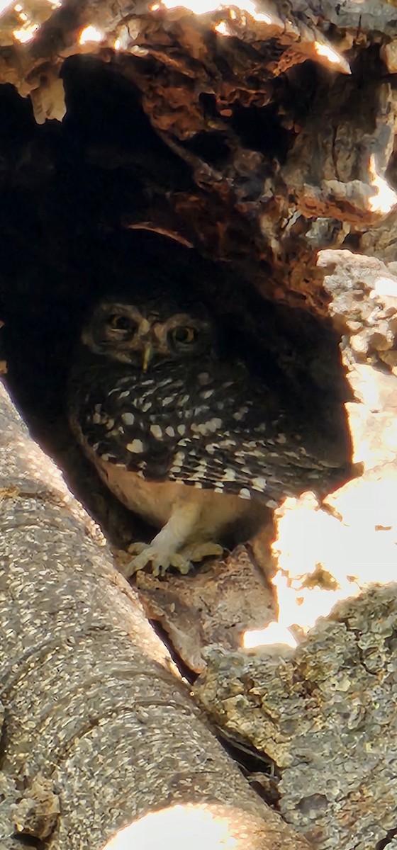 Spotted Owlet - ML617121808