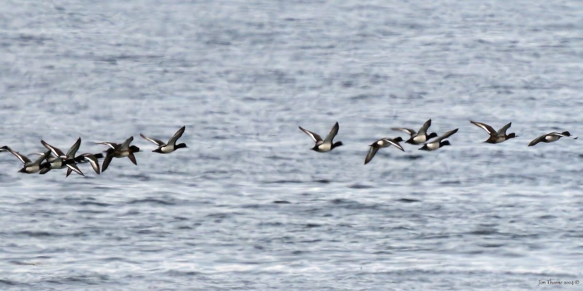 Greater Scaup - ML617121817