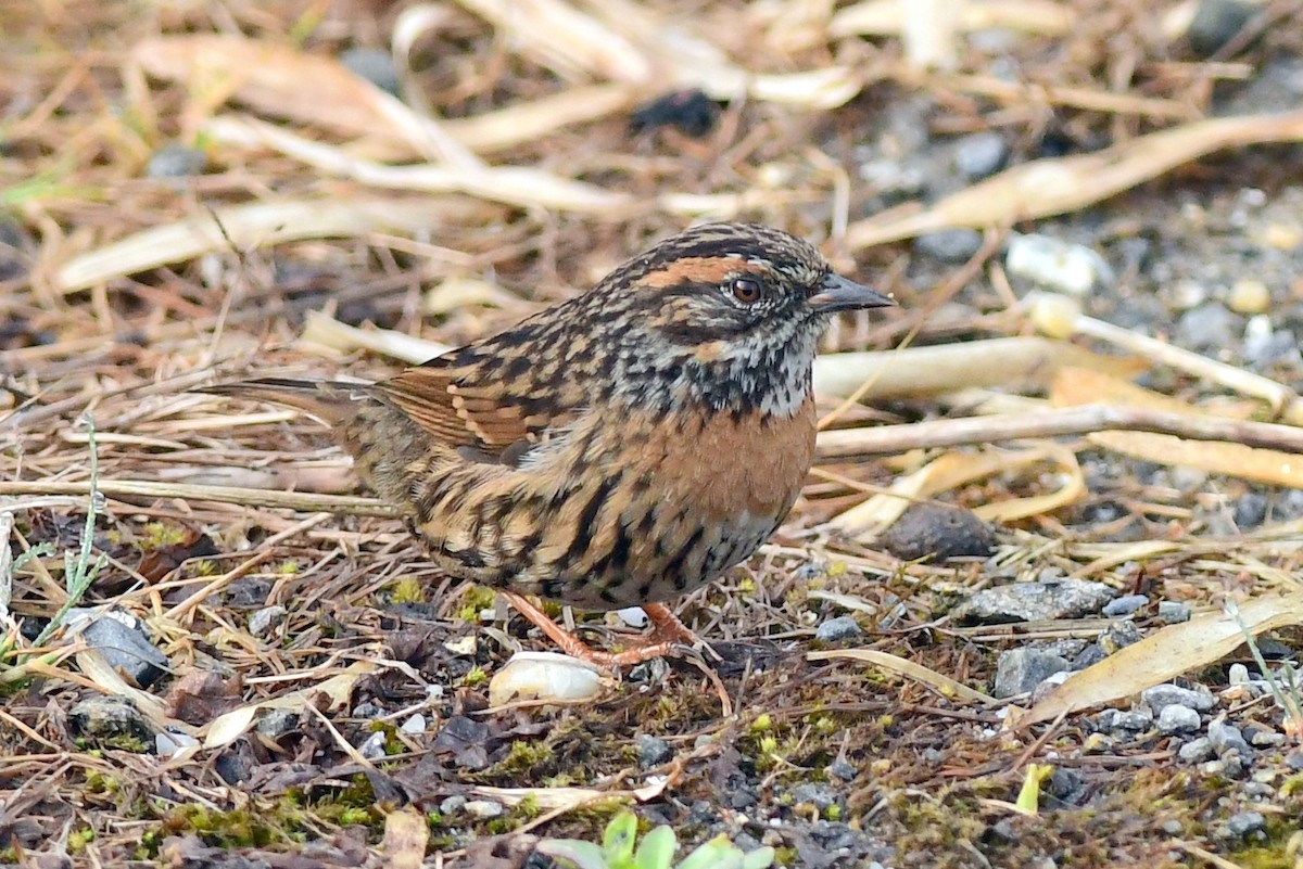 Rufous-breasted Accentor - ML617121853