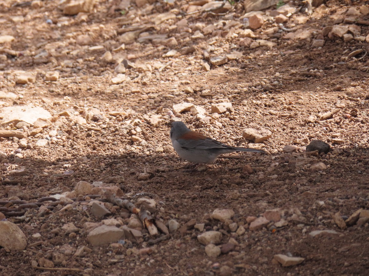 Dark-eyed Junco (Red-backed) - Anonymous