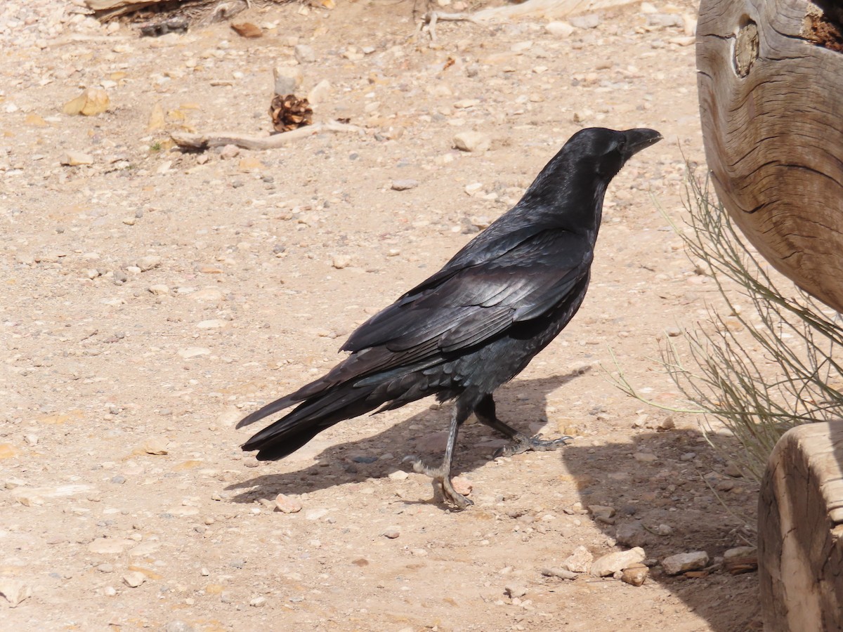 Common Raven - ML617122037