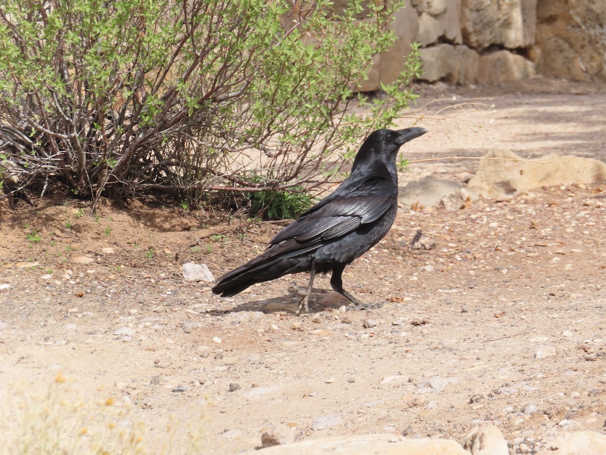 Common Raven - ML617122038