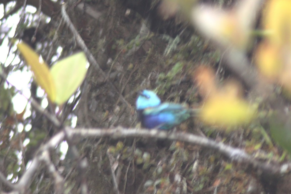 Blue-necked Tanager - ML617122056