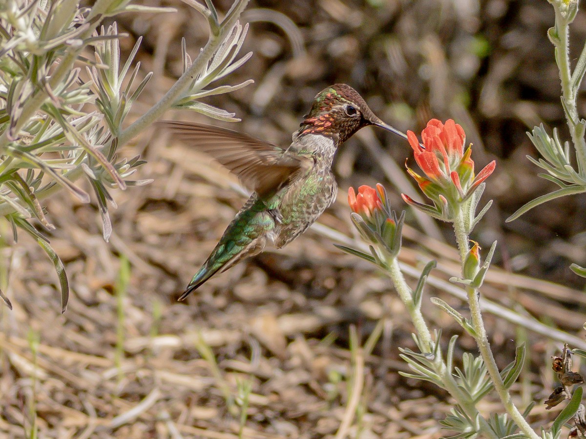 Anna's Hummingbird - ML617122162