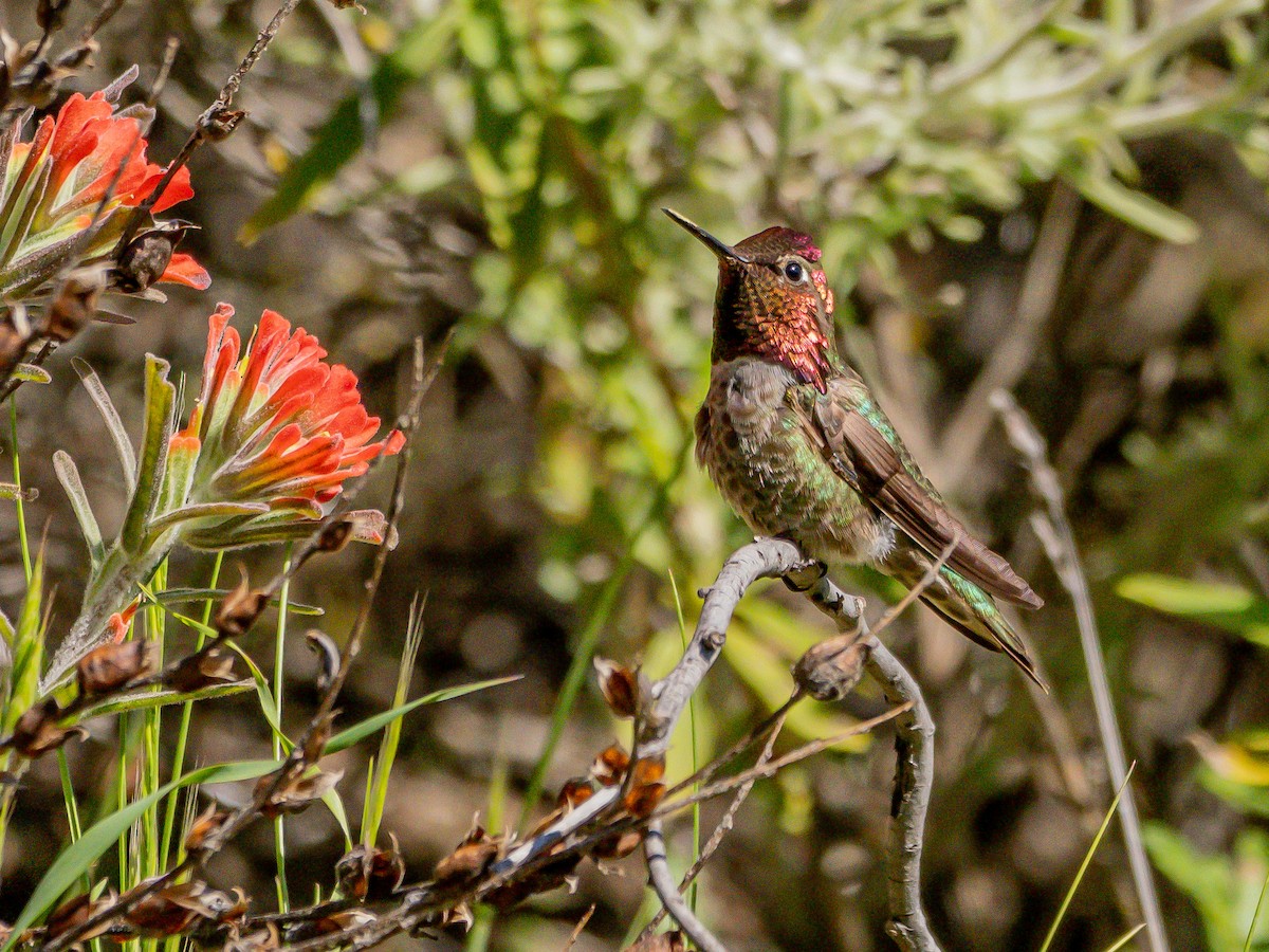 Anna's Hummingbird - ML617122163